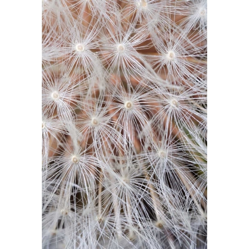 California, San Diego, Close-up of a dandelion
